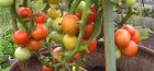 زراعة الطماطم في البرميل