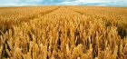 Pěstování ozimé pšenice