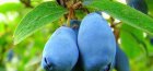 Honeysuckle Blueberry