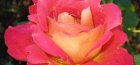 Dekor ruže Harlekin