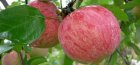 شجرة التفاح الفارسية