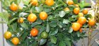 Stablo mandarina