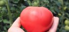 Tomato "Unsaturated raspberry"
