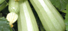 Zucchini cavili f1