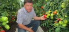 Cómo cuidar los tomates en invernadero.