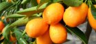 Beltéri citrus növények