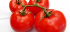 Ultra-zralé odrůdy rajčat