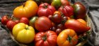 The best varieties of tomato