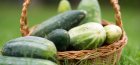 cultivation of cucumbers in bags