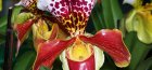 Orhideja iz Vijetnama