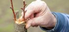 Grafting and grafting of fruit trees