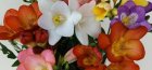 Planting and caring for freesia