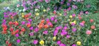 Fotografie krásných kvetoucích chatek