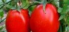 Kako hraniti rajčice