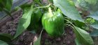 When to plant peppers in the ground