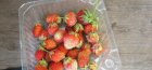 seedlings of remontant strawberries