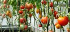 krmení rajčat ve skleníku