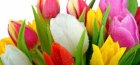 hogyan lehet tovább megtartani a tulipánt