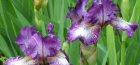 Irisi înalți cu barbă