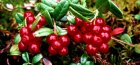 lingonberry cultivation
