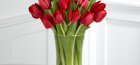How to care for cut tulips