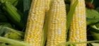 homeland of corn