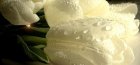 Bijeli tulipani na fotografiji