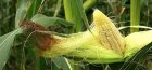 Useful properties of corn