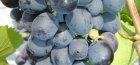 Donskoy agate grožđe