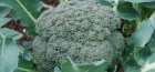 pěstování zelí brokolice