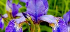 iris květina