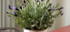 growing lavender from seeds