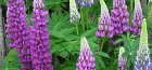 annual lupine