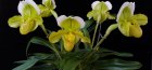 orchidea papiopedilum