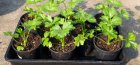 root celery seedlings