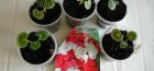 kako uzgajati pelargoniju iz sjemena