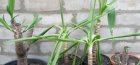 reproducerea yucca în imagini