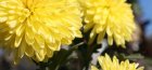 Jak pěstovat chryzantému z kytice