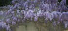 wisteria in the photo