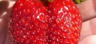 remontant strawberry