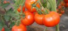 early varieties of tomato