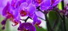 Ljubičasta orhideja