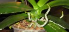 Rădăcinile aeriene ale unei orhidee
