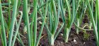 Green onions without arrows