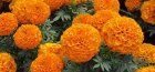 Blooming marigolds