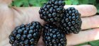 Description of the blackberry variety Black Magic