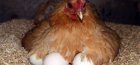 Hen hatches eggs