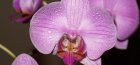 Virágzó orchidea