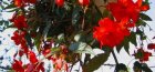 Begonia ampelous