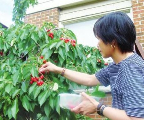 cherry picking